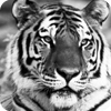 zoo_copy.jpg