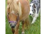 Oak Lodge Open Farm & Shop - Foston