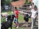 Deen City Farm and Riding School, Merton