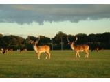 Dublin – Phoenix Park Visitor Centre