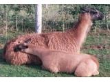 Llama Trekking at Old King Street Farm, Hereford