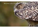 National Birds of Prey Centre, Newent