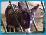Fantasy Farm Park, Llanrhystud