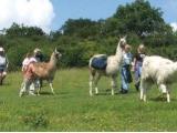 Surrey Hills Llamas, Guildford