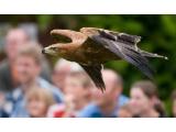 The Hawk Conservancy, Andover