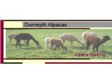 Dunreyth Alpacas