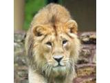 Dudley Zoo & Castle