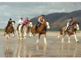 Cumbrian Heavy Horses