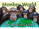 MONKEY WORLD - WAREHAM