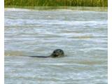 Sea Searcher boat trips