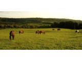 Pockerley Riding School