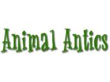 Animal Antics