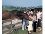 Home of Rest for Old Horses