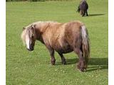 Miniature Pony Centre, Newton Abbot