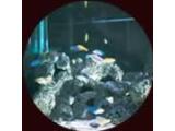 Matlock Bath Aquarium