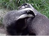 Badger Watch Dorset - Dorchester
