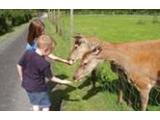 Barrontop Fun Farm - Strabane