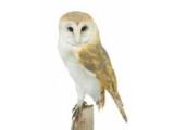 Birds of Prey and Conservation Centre