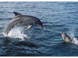 Gairloch Marine Life Centre & Cruises