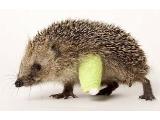 British Wildlife Rescue Centre