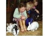Mead Open Farm, Leighton Buzzard
