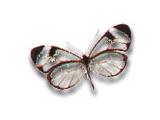 The Butterfly House, North Anston