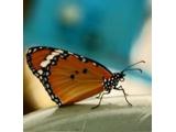 Earnley Butterflies, Birds and Beasts, Chichester