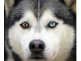 Cairngorm Sleddog Centre