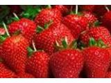Charleton Fruit Farm