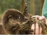 Chestnut Centre - Otter Haven & Owl Sanctuary