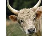 Chillingham Wild Cattle Park - Alnwick