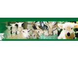 Seven Sisters Sheep Centre, Eastbourne