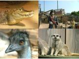 TropiQuaria Animal and Adventure Park, Watchet