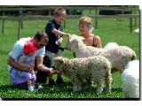Cruckley Animal Farm