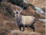 Doneraile Wildlife Park