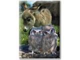 Owl Centre