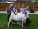 Pony Parties Leicester Pets and Farm Animals