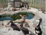 Lakemore Farm Park