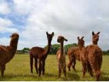 West Wight Alpacas