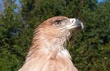 Exmoor Falconry & Animal Park, Porlock