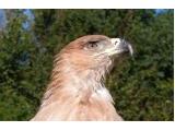 Exmoor Falconry & Animal Park - Porlock