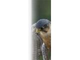 National Birds of Prey Centre, Newent