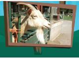 Cefn Mably Farm Park, Cardiff