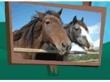 Cefn Mably Farm Park, Cardiff