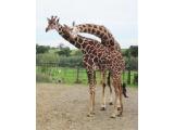 Noahs Ark Zoo Farm, Bristol