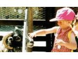 Seven Sisters Sheep Centre, Eastbourne