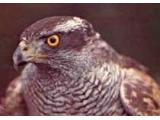 Welsh Hawking Centre
