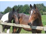 Budleigh Salterton Riding School