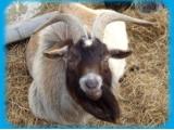 Fantasy Farm Park, Llanrhystud