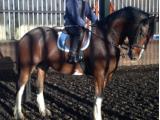 The Stables Equestrian Centre